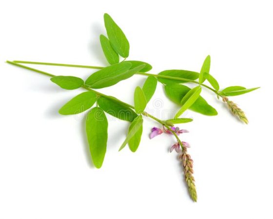 Le Desmodium